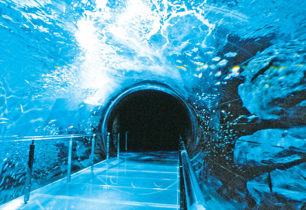 海響館の見どころ③ ペンギン村亜南極ゾーン(地下1階・1階)