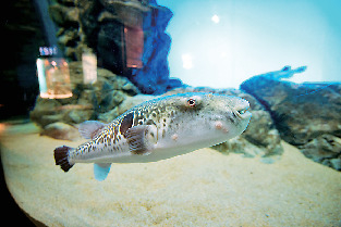 フグの仲間たち(3階)