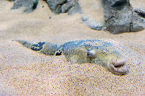 フグの仲間たち(3階)