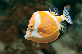 フグの仲間たち(3階)