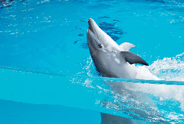 海響館の見どころ① アクアシアター(2階)