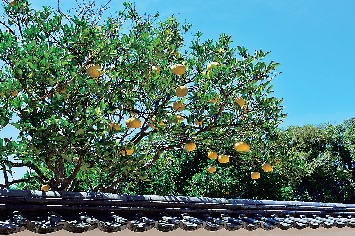 夏みかんと萩のおはなし