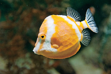 多彩な展示が好評「下関市立しものせき水族館『海響館』」