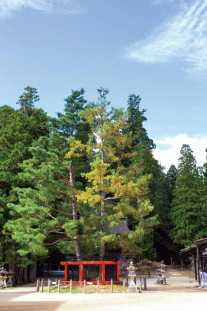 壇上伽藍の見どころ解説 ⑦ 三鈷の松