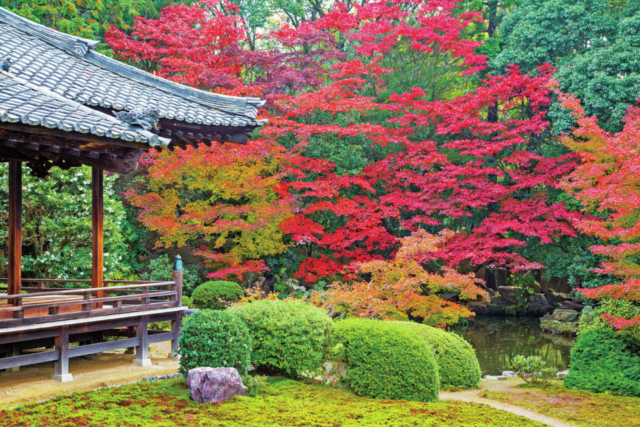 醍醐寺・隨心院・勧修寺エリアの紅葉おすすめスポット 隨心院