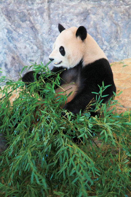 アドベンチャーワールド