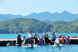 【和歌山・太地&串本×イルカとふれあい体験】イルカたちとのふれあい体験「ドルフィン・ベェイス」