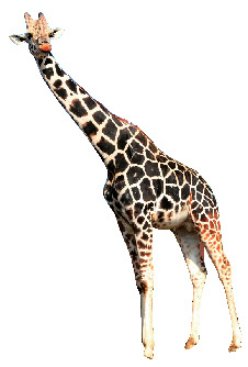 白浜 すさみ 田辺・みなべ