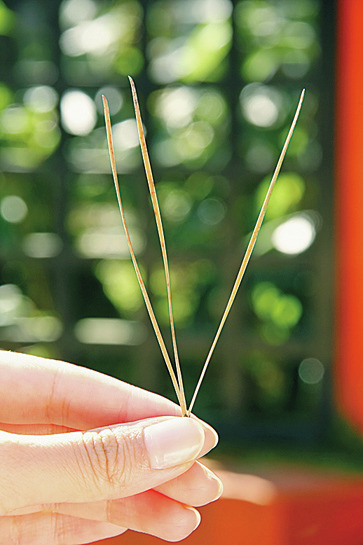壇上伽藍の見どころ解説 ⑦ 三鈷の松
