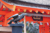 1分でわかる!熊野那智大社豆知識