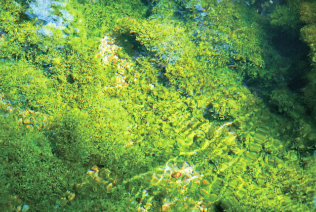 【阿蘇ドライブ 6】白川水源