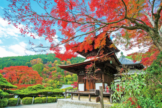 【善峯寺周辺×紅葉】紅に染まる山をいだく桂昌院ゆかりの古刹「善峯寺」