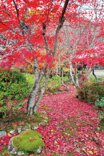 【善峯寺周辺×紅葉】色鮮やかに輝く西行法師が愛した花の寺「勝持寺」