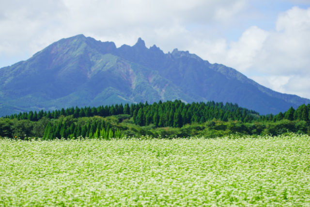【阿蘇×絶景】根子岳と季節の花々