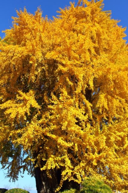 【熊本城の見学のポイント】よみがえる熊本城を見届けよう