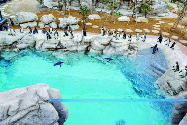 【海響館の見どころ2】ペンギン温帯ゾーン(2階)