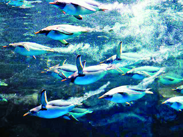 【海響館の見どころ1】ペンギン村亜南極ゾーン(地下1階・1階)