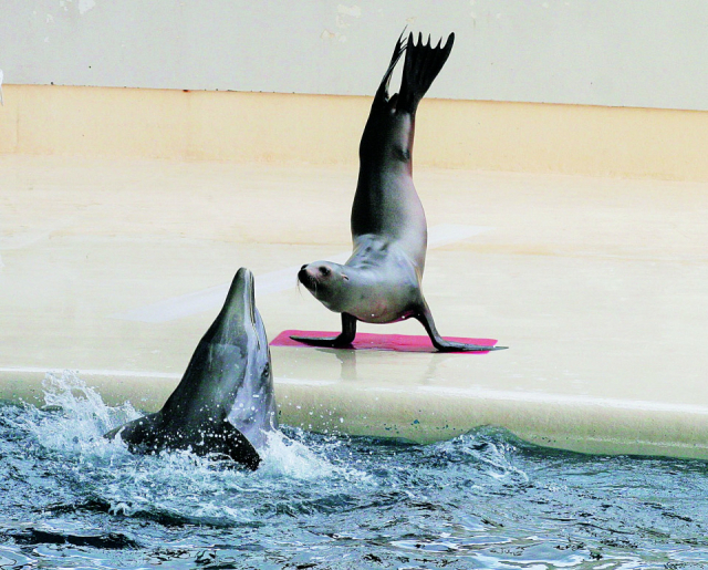 海響館の見どころ① アクアシアター(2階)