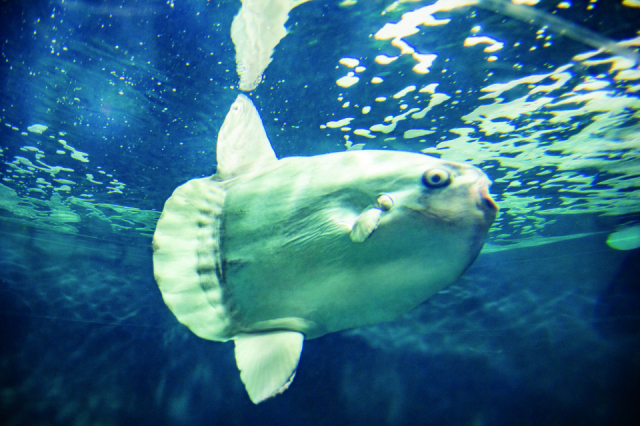 フグの仲間たち(3階)