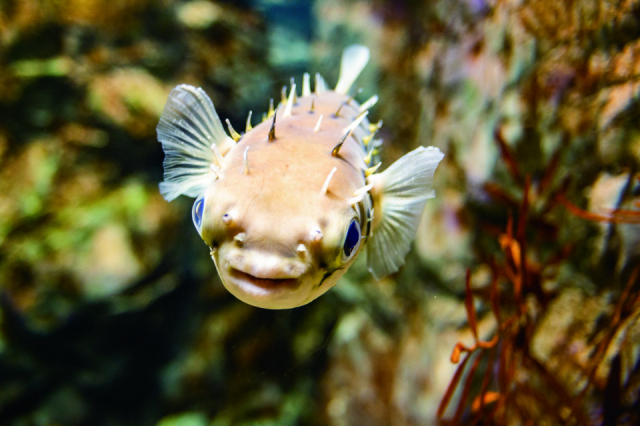 フグの仲間たち(3階)