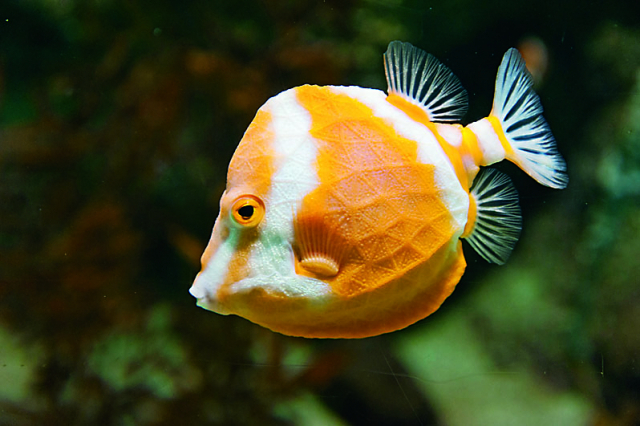 【海響館の見どころ5】フグの仲間たち(3階)