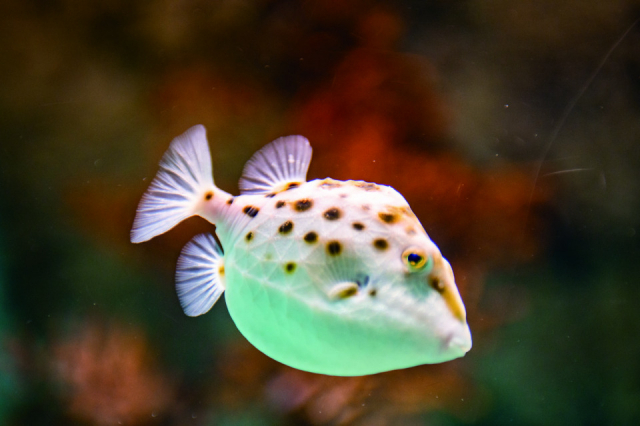 フグの仲間たち(3階)