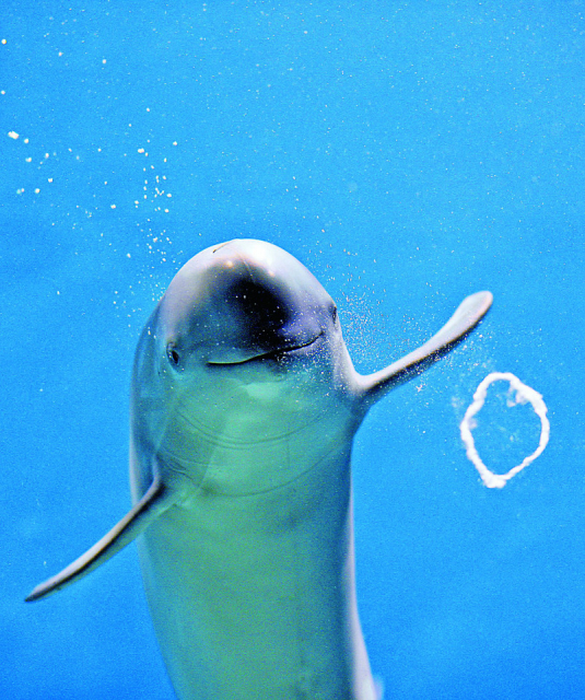 スナメリのプレイングタイム