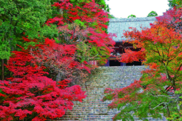神護寺 秋の特別拝観