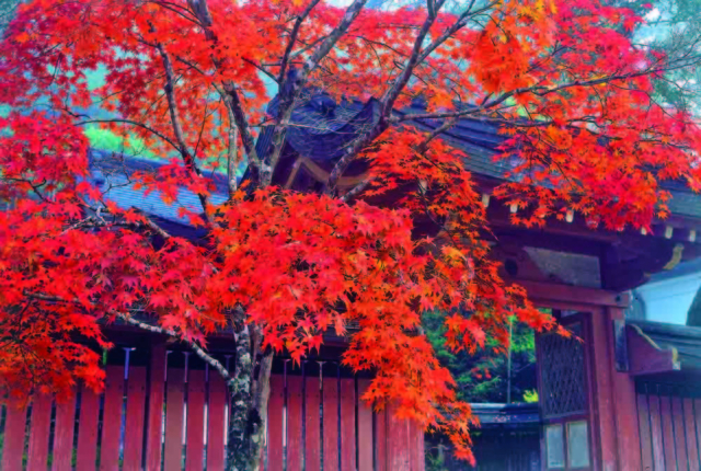 神護寺 秋の特別拝観