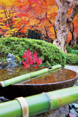 京都 紅葉の極上もみじ 圓光寺