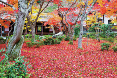 京都 紅葉の極上もみじ 圓光寺