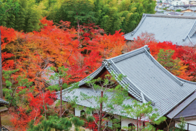 京都 紅葉の極上もみじ 圓光寺