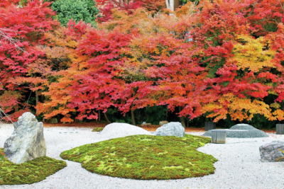 京都 紅葉の極上もみじ 実相院