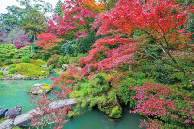 京都 紅葉の極上もみじ 青蓮院