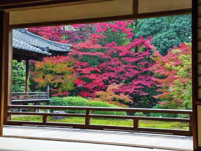 京都 紅葉の極上もみじ 隨心院