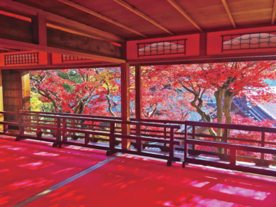 京都 紅葉の極上もみじ 柳谷観音