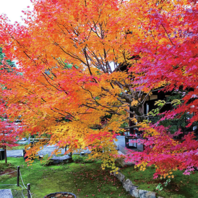 京都 紅葉の極上もみじ 勝林寺