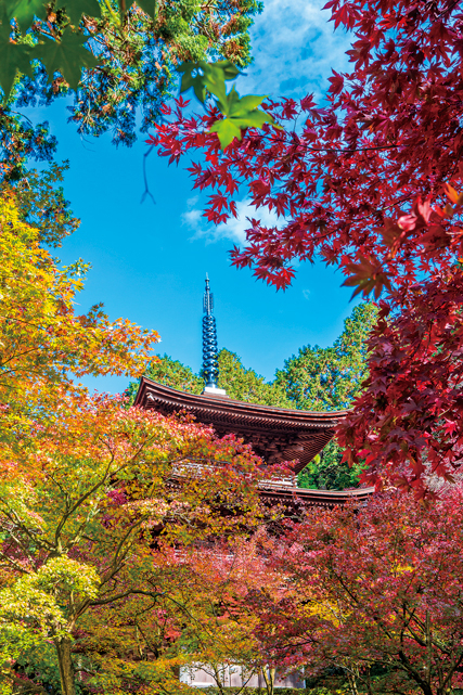【湖東三山&永源寺で紅葉狩り】金剛輪寺