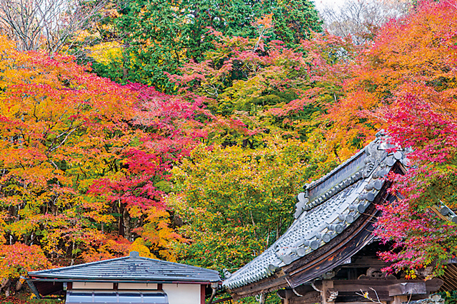 【湖東三山&永源寺で紅葉狩り】国史跡 百済寺