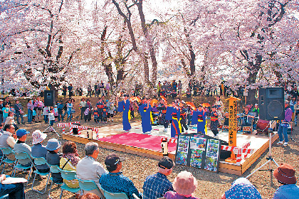 角館の桜まつりQ&A