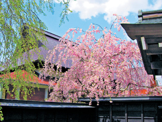【角館の桜まつり 見学スポット】 武家屋敷通りのシダレザクラ