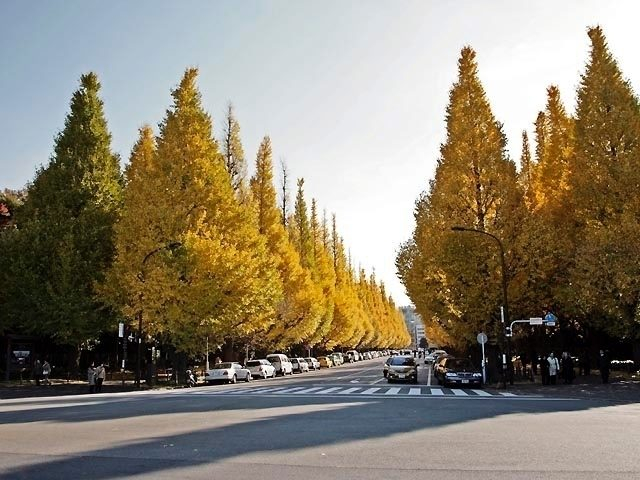 神宮外苑いちょう並木(東京都)