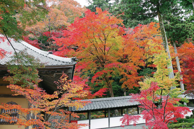 【湖東三山&永源寺で紅葉狩り】永源寺