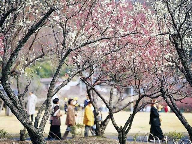 【岐阜タウンの観光スポット】梅林公園