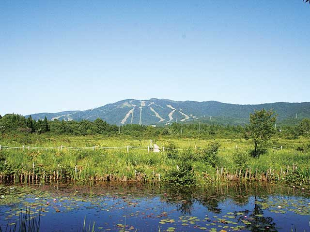 ひるがの湿原植物園