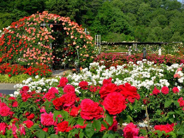 花フェスタ記念公園