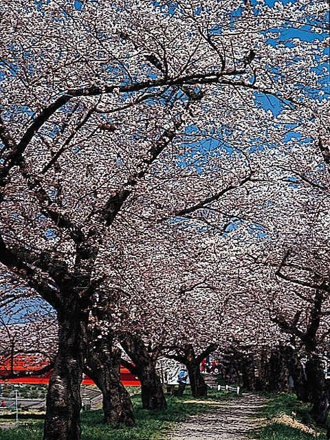 【角館の桜まつり 見学スポット】桧木内川堤のソメイヨシノ