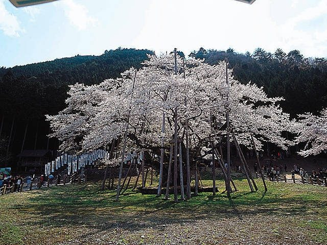 根尾谷淡墨桜