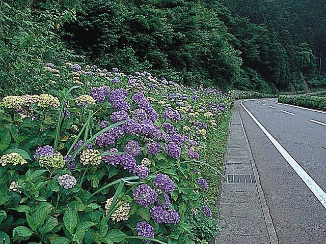 あじさいロード