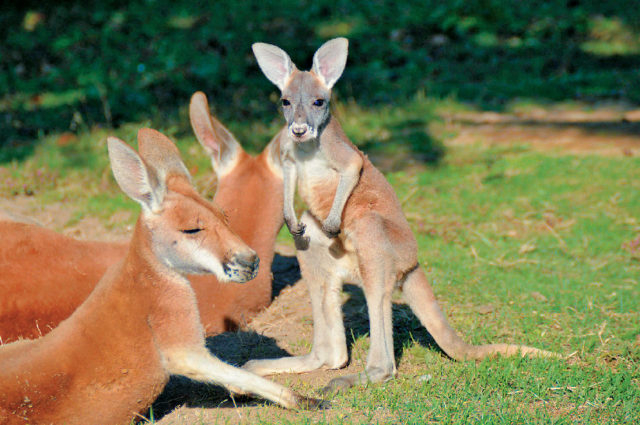 秋田市大森山動物園 あきぎんオモリンの森